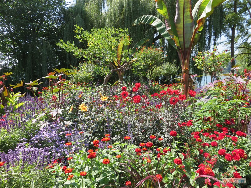 Insel Mainau : Blumenbeet Insel Mainau : Blumenbeet